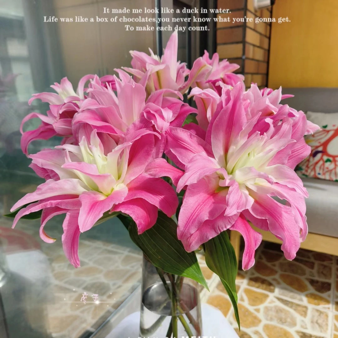 【红丝带】   重瓣香水百合 基地直发