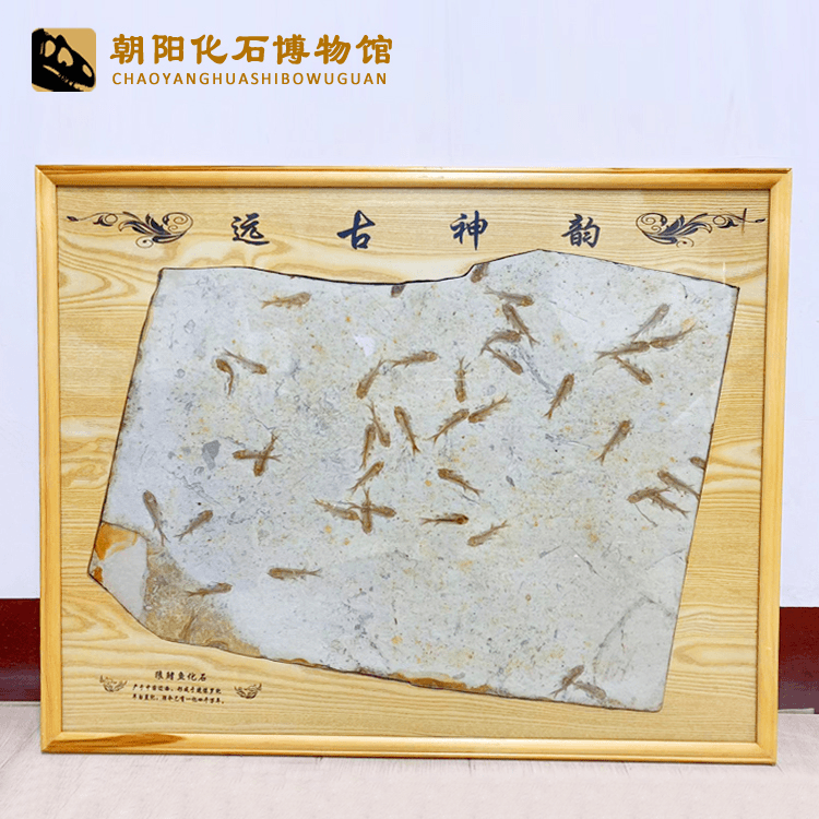 精品辽西超大尺寸装裱戴氏狼鳍鱼群鱼化石标本相框摆件送礼收藏