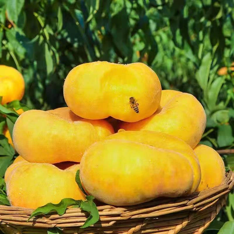 yiyun/一允陕西黄金蟠桃新鲜孕妇水果黄桃多汁毛桃脆甜扁桃