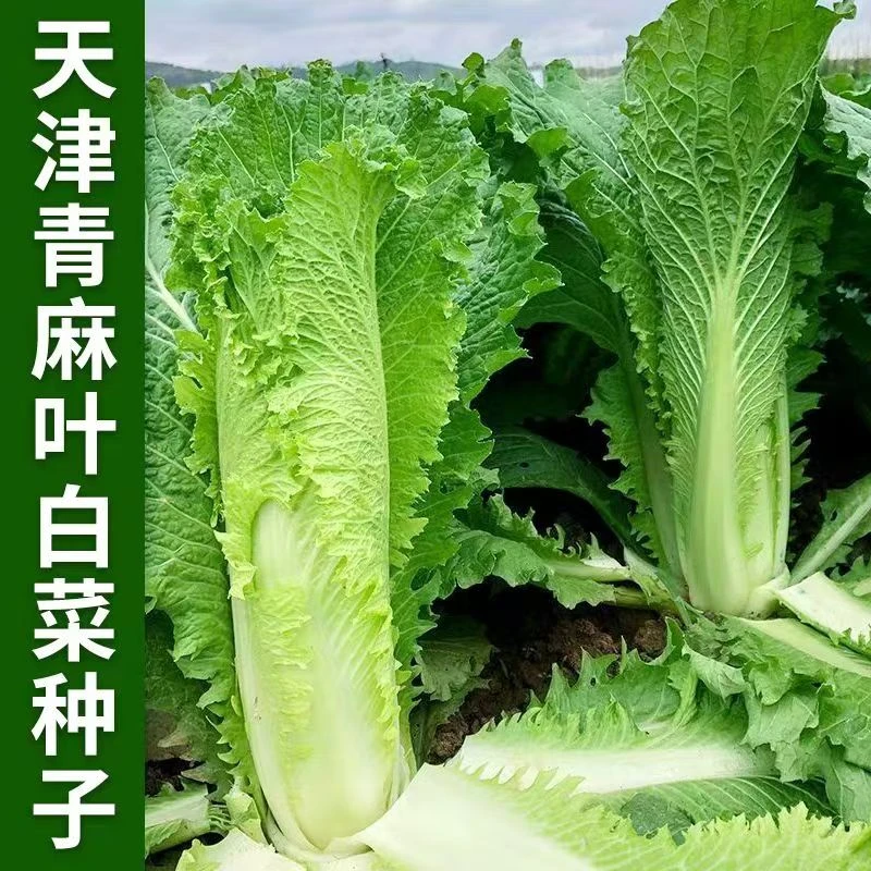 【天津青麻叶种子】麻叶白菜种子直筒形绿麻叶白菜耐寒过冬蔬菜种子
