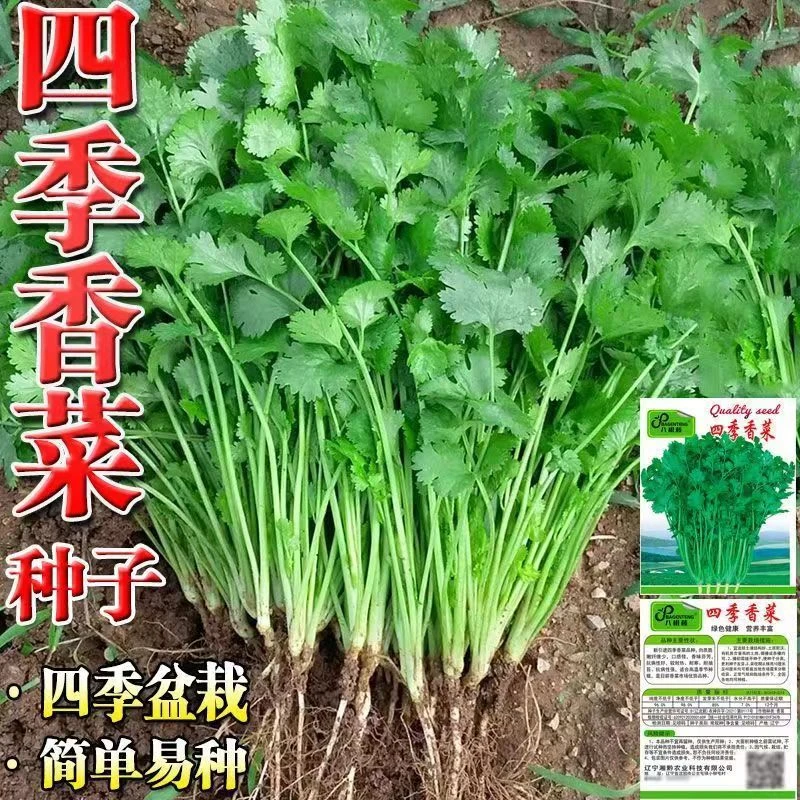 四季香菜种子阳台盆栽庭院耐寒耐高温香菜种子抗病耐抽苔香菜种子