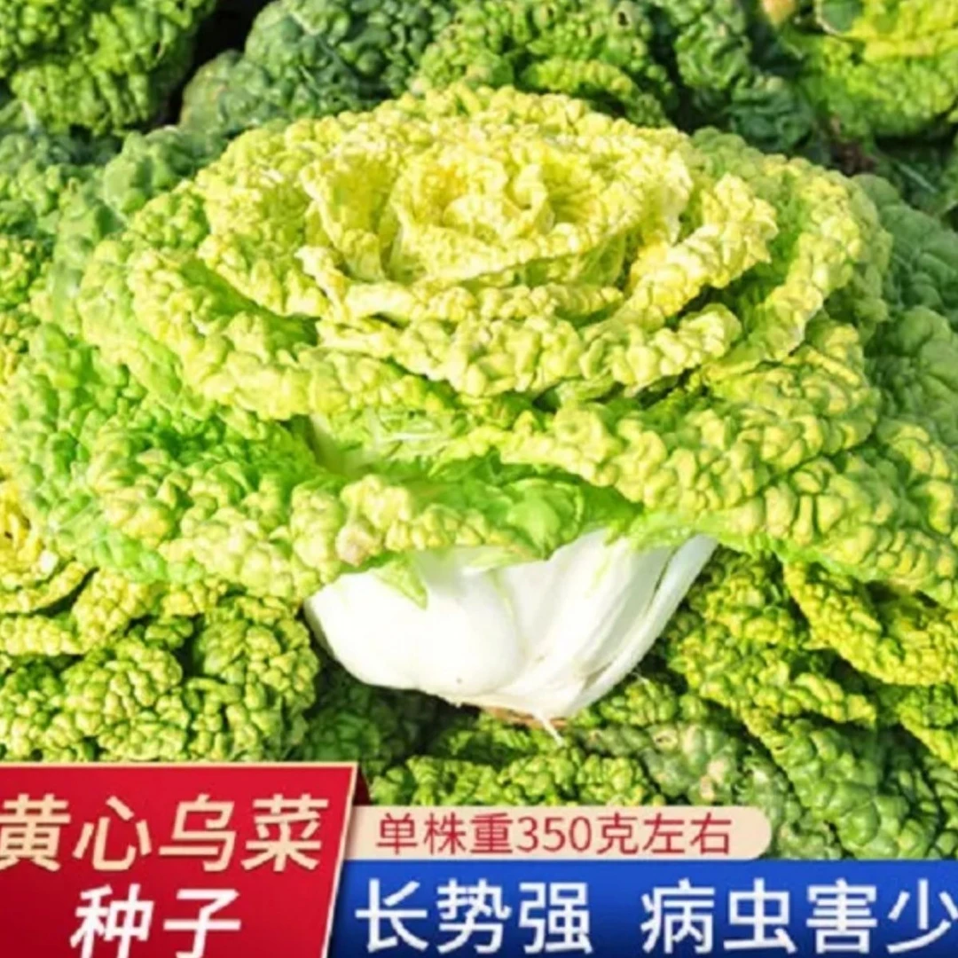 【黄心乌塌菜种子】四季蔬菜种子皱叶白菜耐低温高产黄心菜乌塌菜