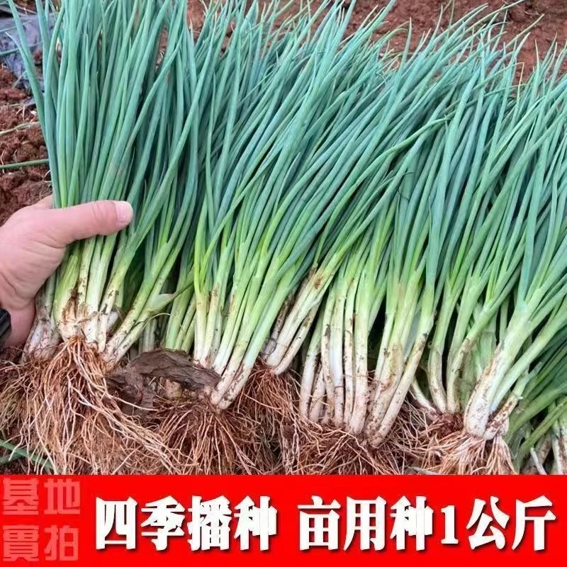 【不发芽包赔】四季易种小香葱种籽小葱阳台庭院室内盆栽葱种批发