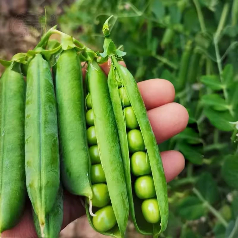 【甜豌豆种子】四季青豌豆尖荷兰豆高产蔬菜种子水果型可生吃耐寒
