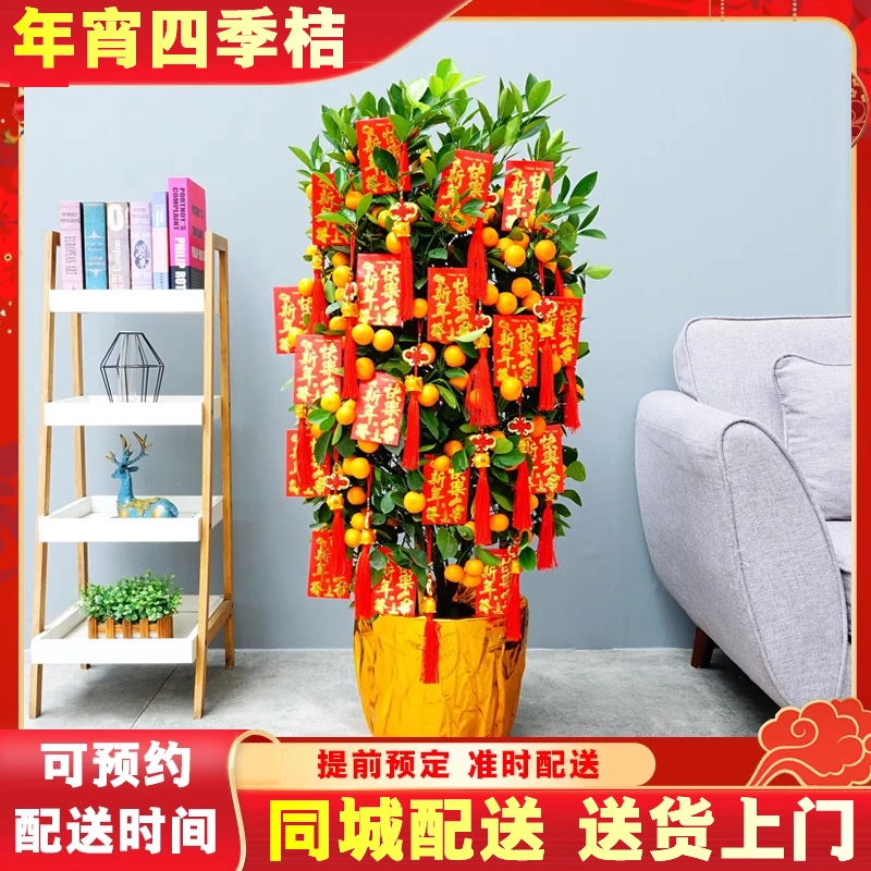 【同城配送】四季桔年桔盆栽客厅春节年宵花植物基地送货上门
