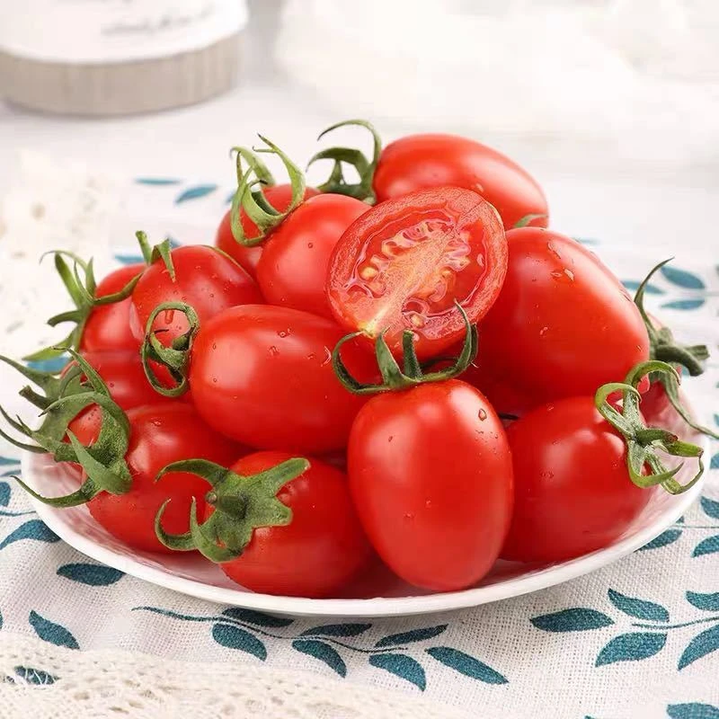 【坏果包赔】小西红柿圣女果新鲜0.5-5斤蔬菜小番茄非千禧小柿子