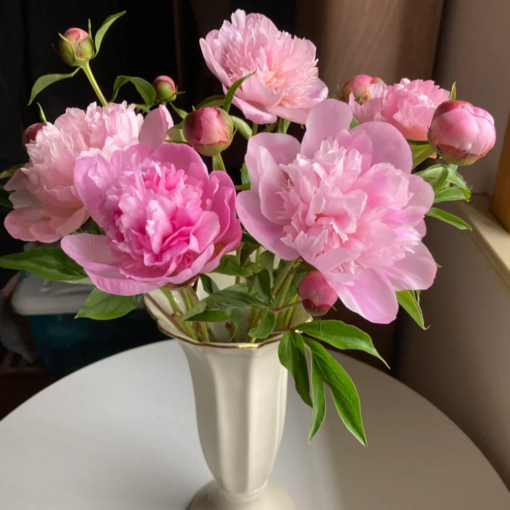 重瓣芍药丨蓝梦 凤羽落金池