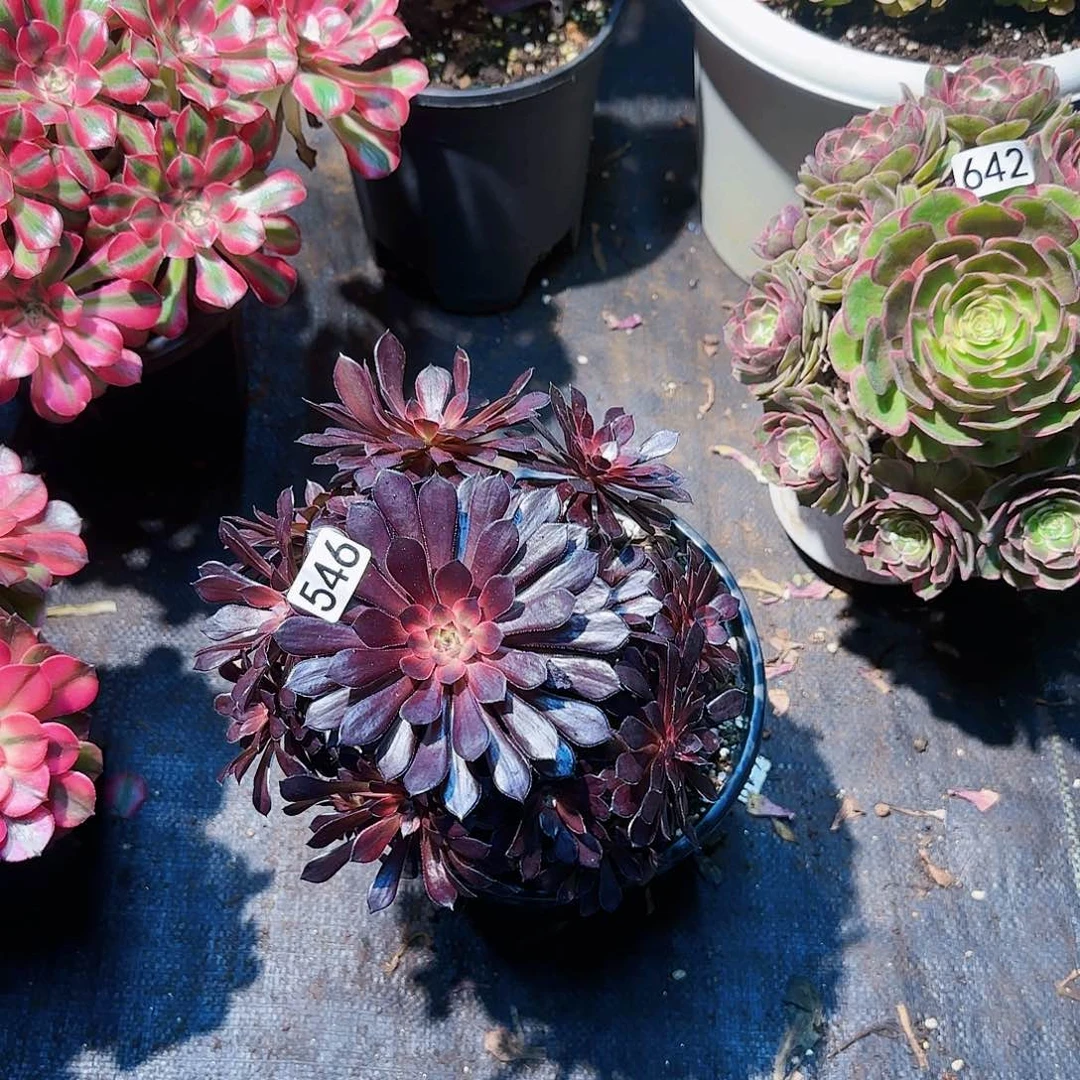 枫546多肉法师锦1111