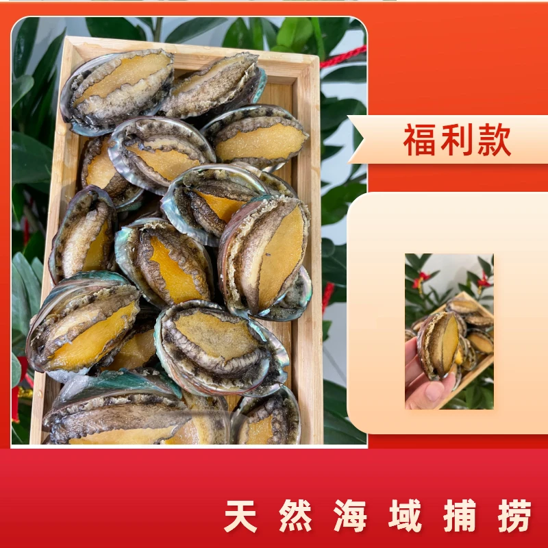 福利款20头鲍东山岛产地深海鲍鱼1头（约25克）冰冻发货顺丰包邮
