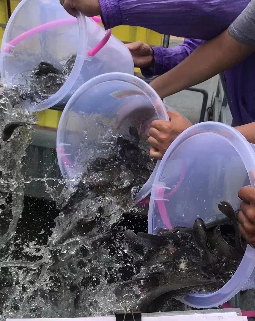 非金属皮质婚庆饰品   定制款鱼鱼 工得 纯手工  吊 坠N