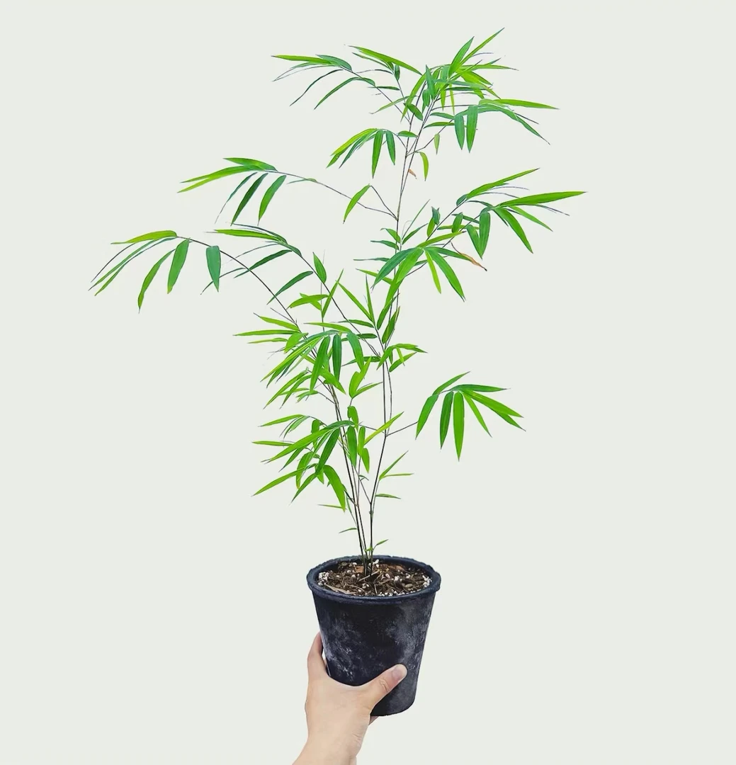 正宗内门竹 高品质精品竹子竹林盆景竹 竹林造景 竹子中精品