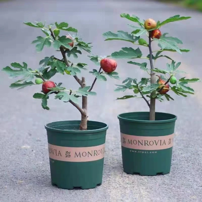 无花果树苗大果波姬红树苗盆栽地栽南方北方种植庭院阳台四季种植