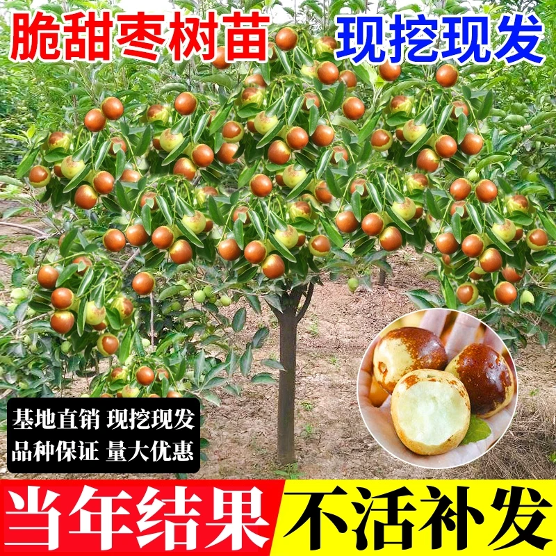 枣树活苗沾化冬枣青枣树苗南方北方种植庭院地栽果树果苗当年结果