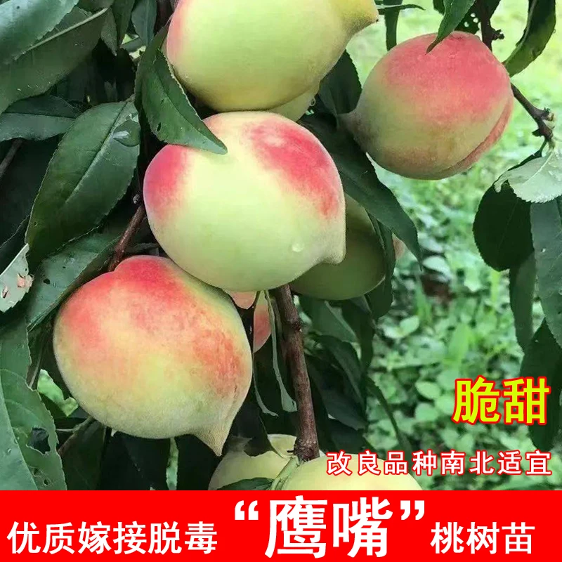 桃树果苗嫁接特大鹰嘴水蜜桃树苗盆栽庭院地栽南北方种植当年结果