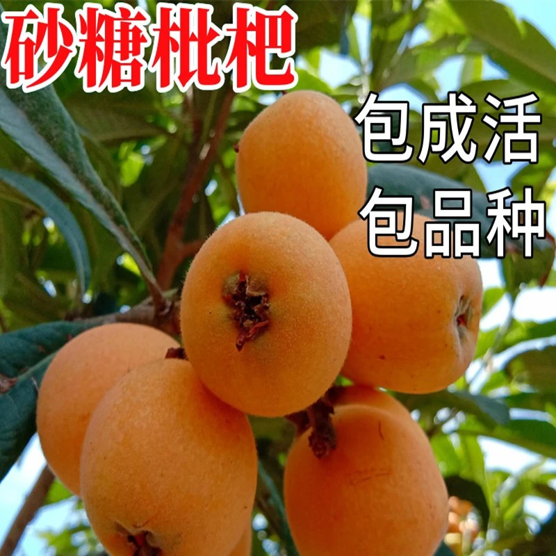 砂糖枇杷树苗南北方庭院地栽种植特大果苗盆栽嫁接琵琶树当年结果