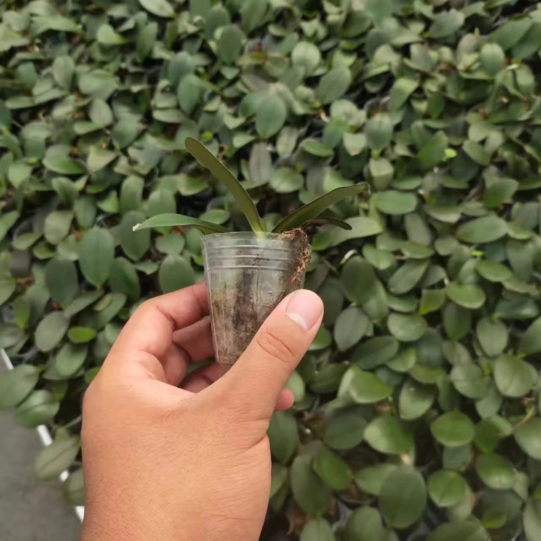 蝴蝶兰吉祥如意2.8寸杯苗