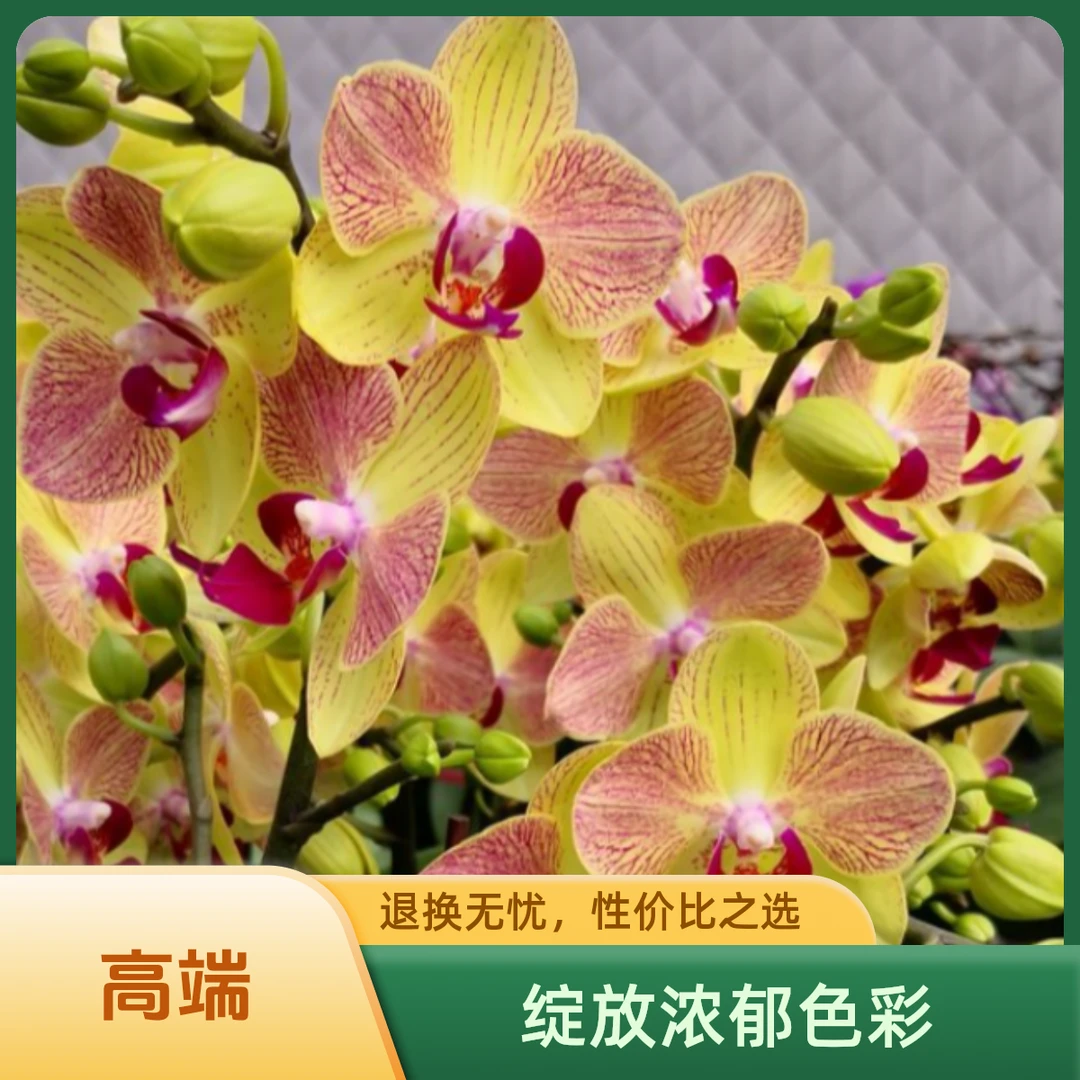 蝴蝶兰三色鸟1.7寸苗种植微景观绿植
