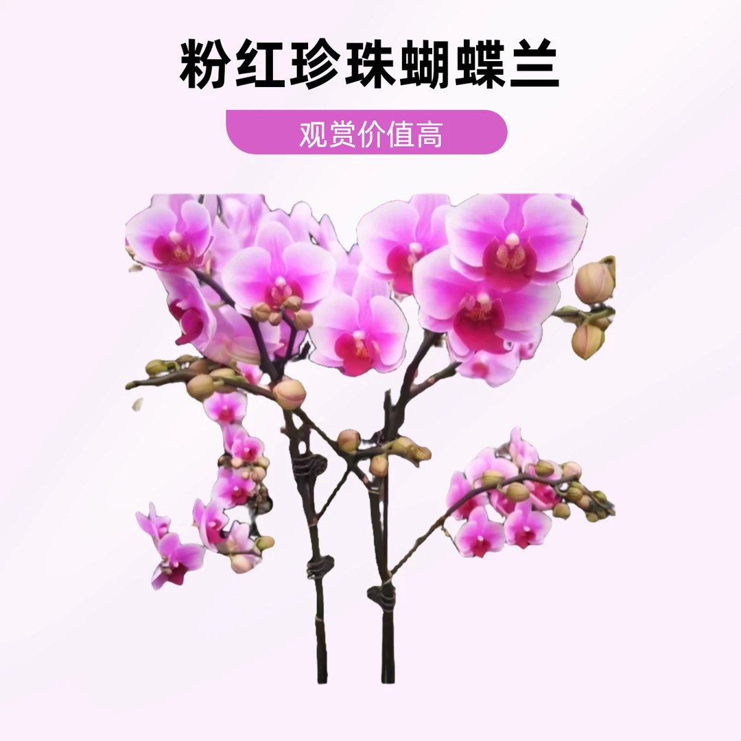 蝴蝶兰粉红珍珠1.7寸杯苗