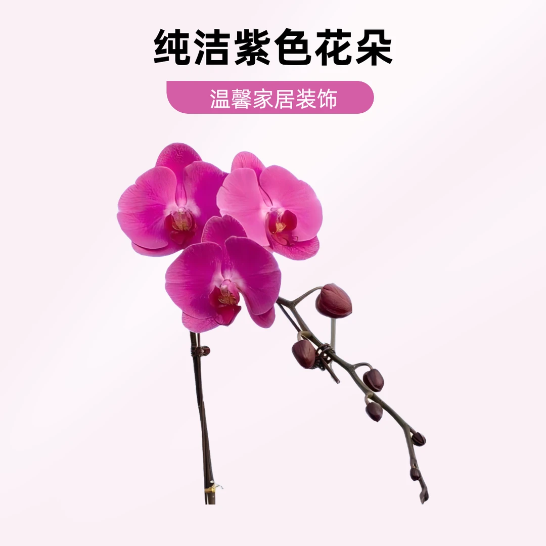 蝴蝶兰牛魔王1.7寸苗