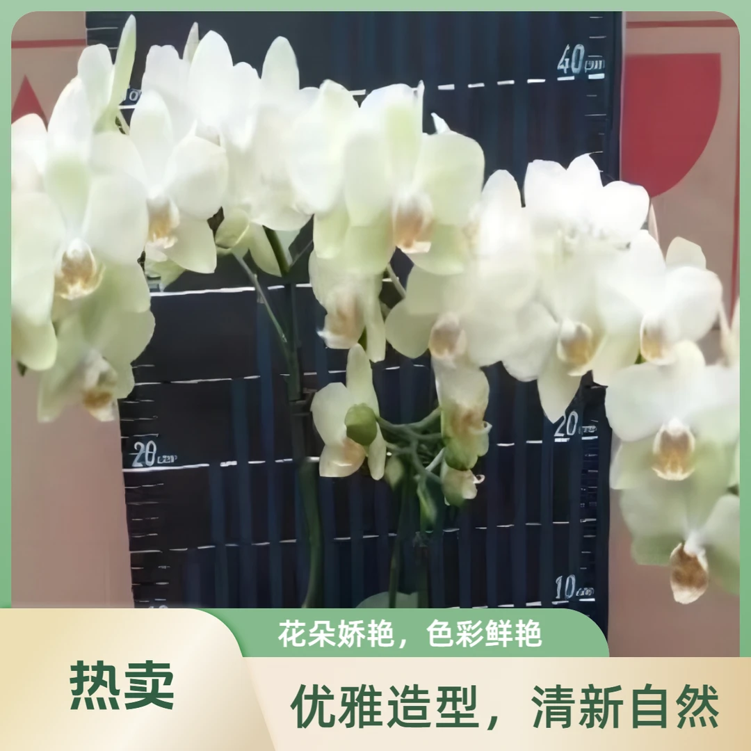 蝴蝶兰绿精灵2.8寸