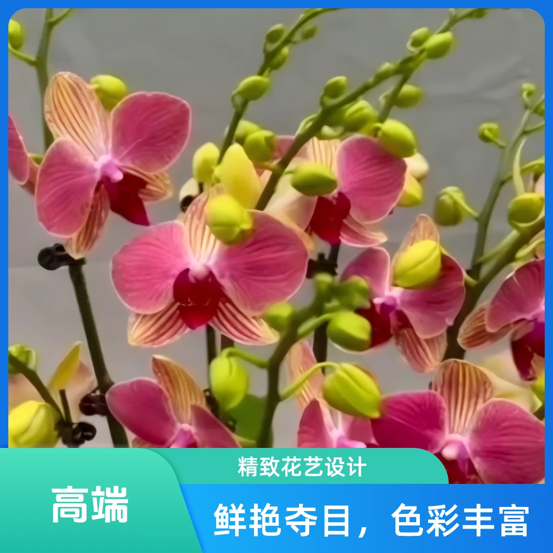 蝴蝶兰金城3.0寸