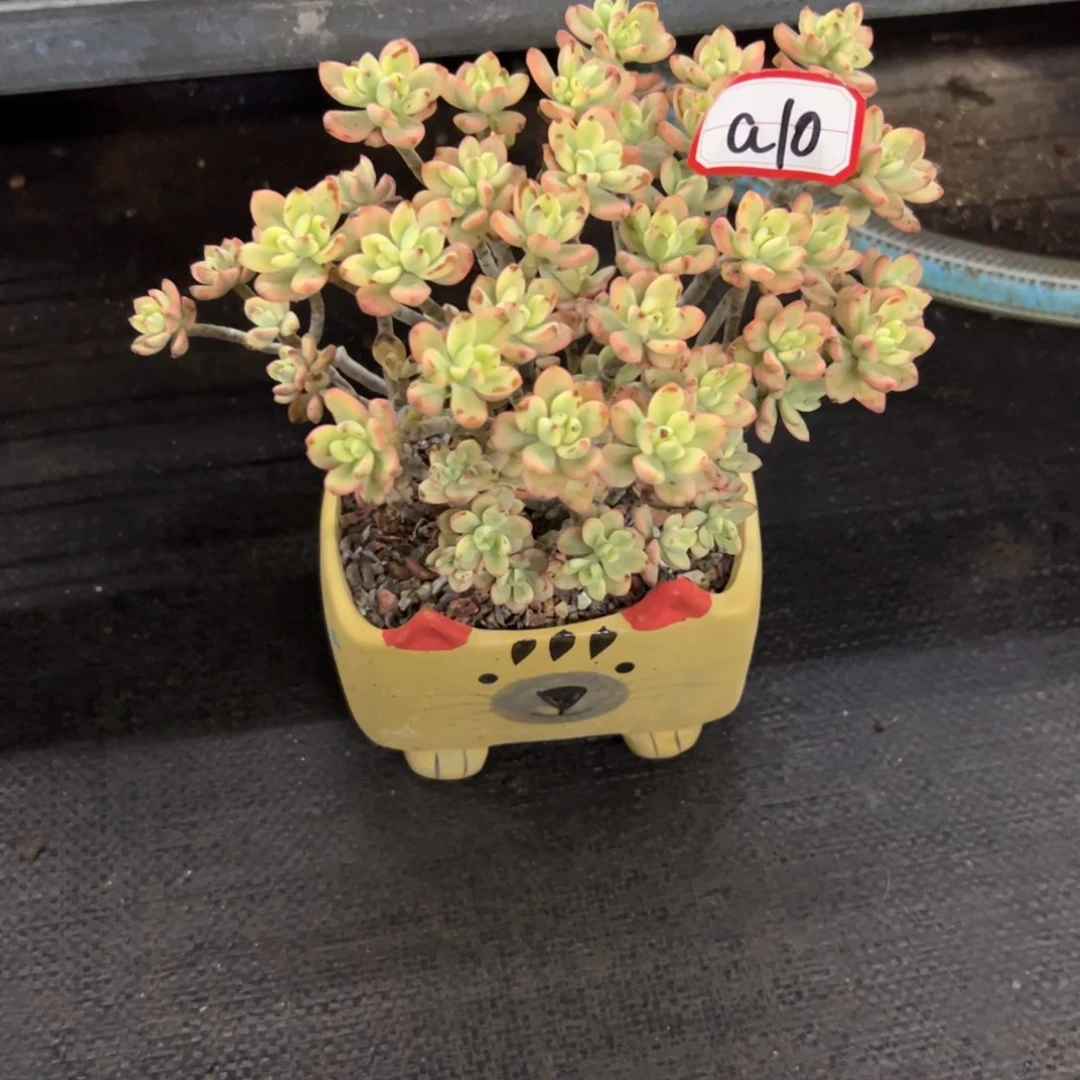 嗳***?a10米琪锦10零零多肉