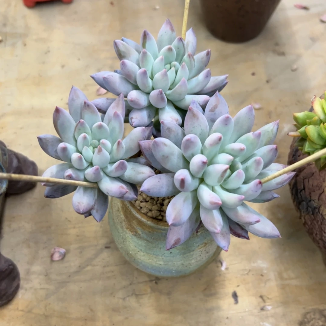 所罗门18零零多肉植物