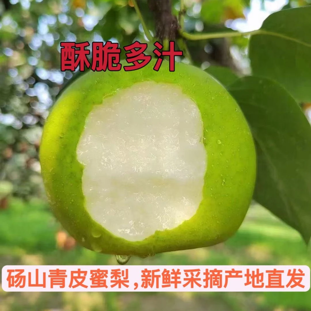 【2025翠玉梨】正宗砀山梨青皮蜜梨新鲜水果现摘现发5斤包邮