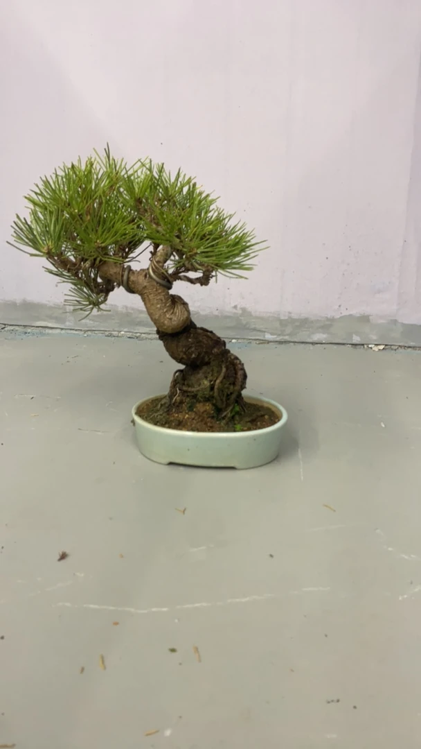 精品老桩老盆口山松