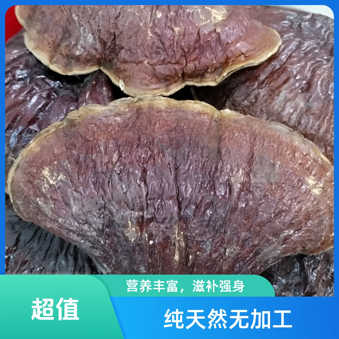 纯正松杉营养灵芝泡酒煲汤250克