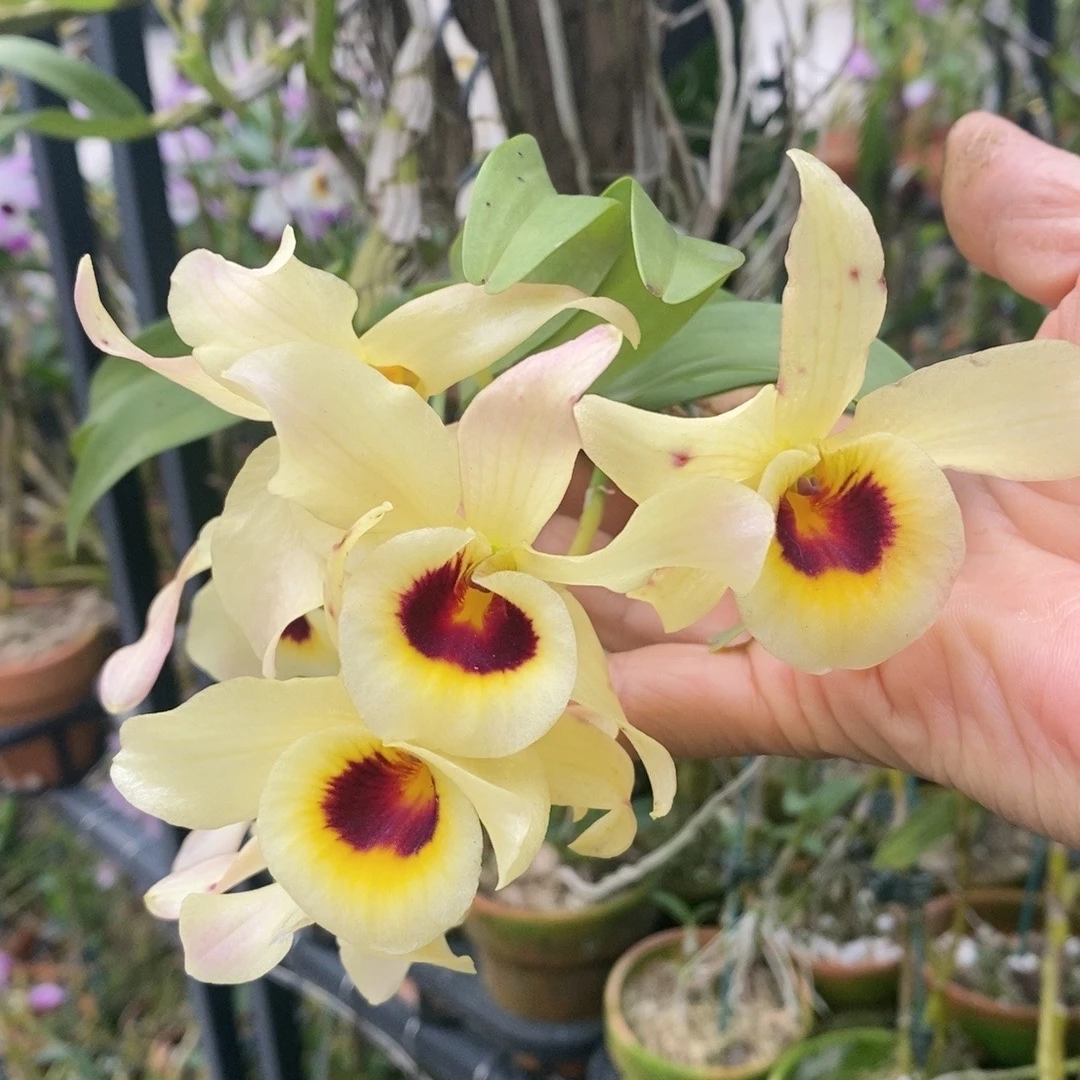 培育【石斛兰】1株