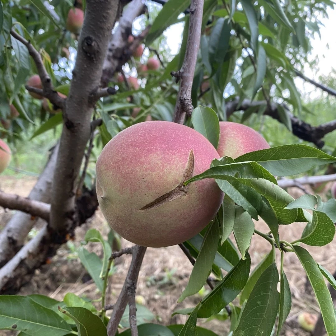 正宗桃子山地桃子