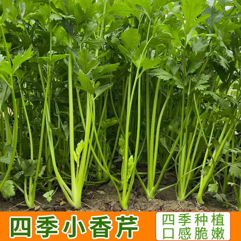 芹菜种子四季小香芹种子阳台小院花盆适用秋冬易种优质种子