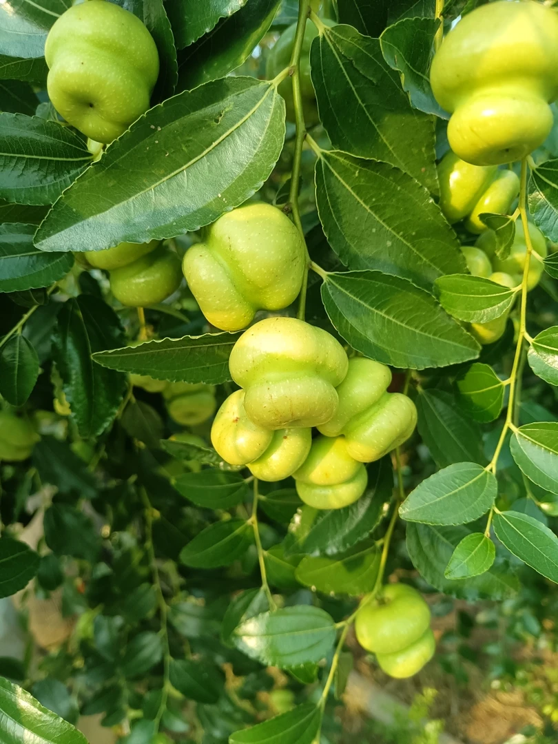 【葫芦枣】脆甜多汁南北方种植