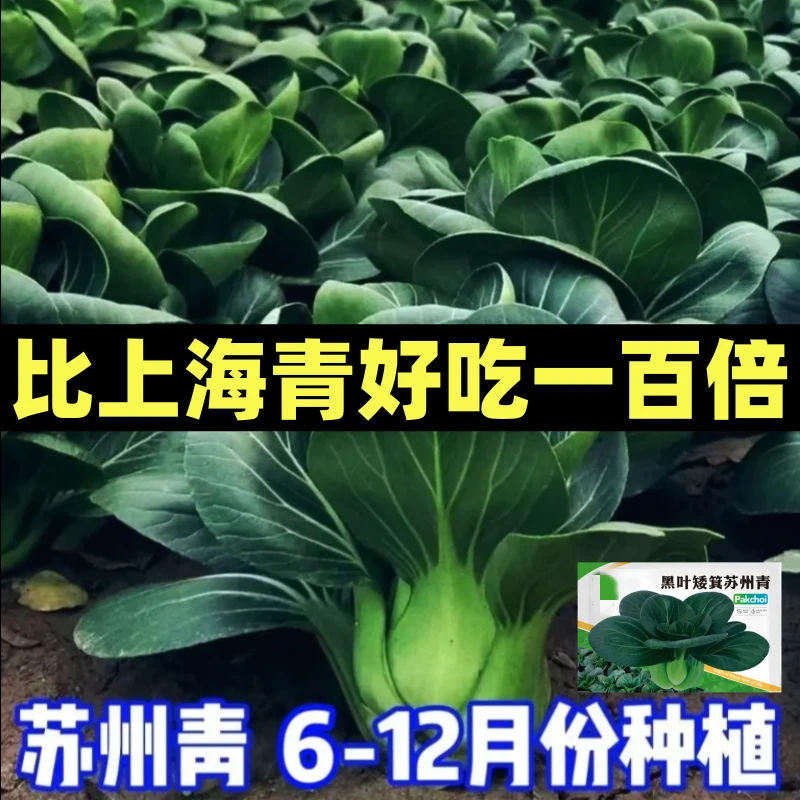 黑叶苏州青种子矮脚青梗菜6-12月份秋冬季耐寒上海青农家自种青菜