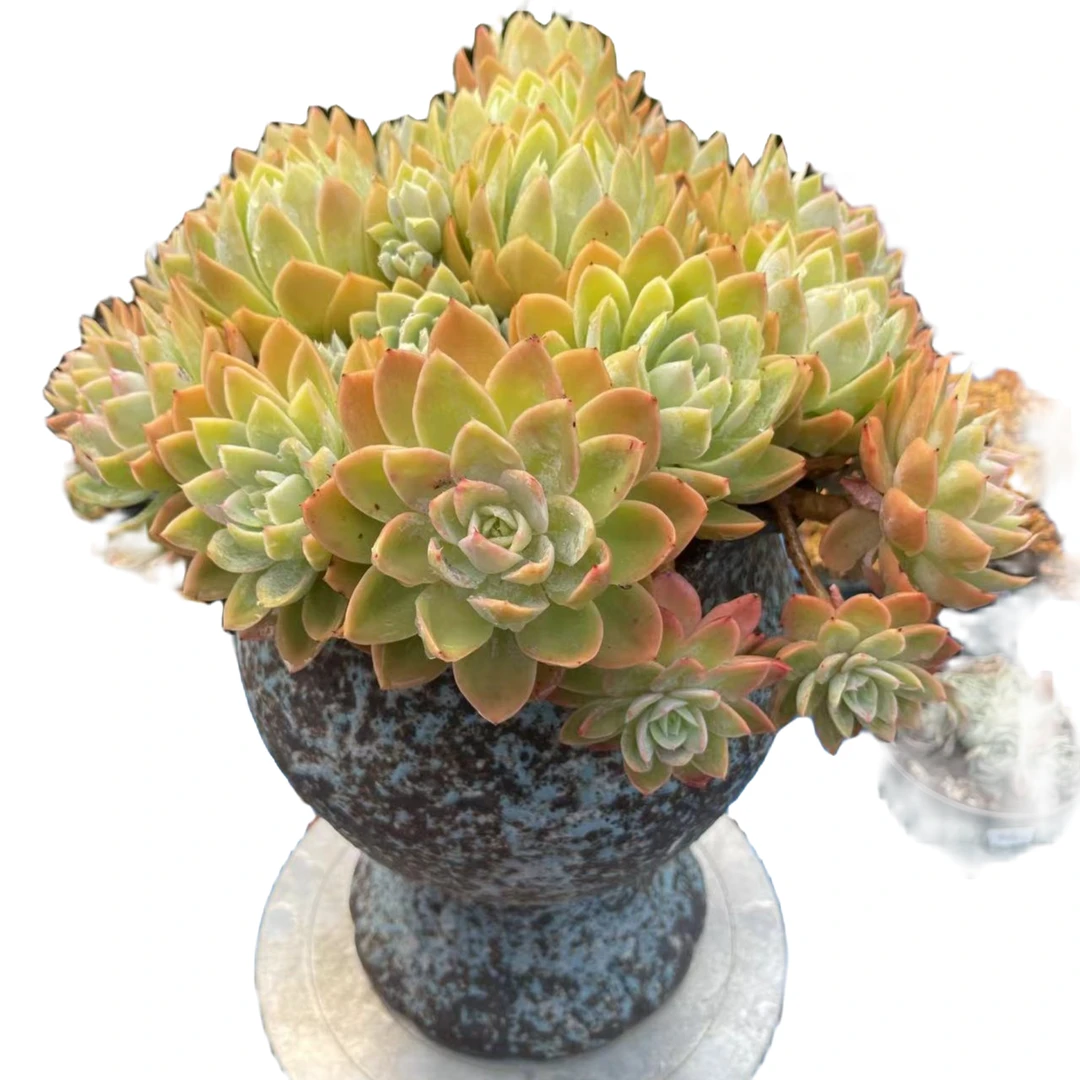 精品多肉植物老桩满68包邮