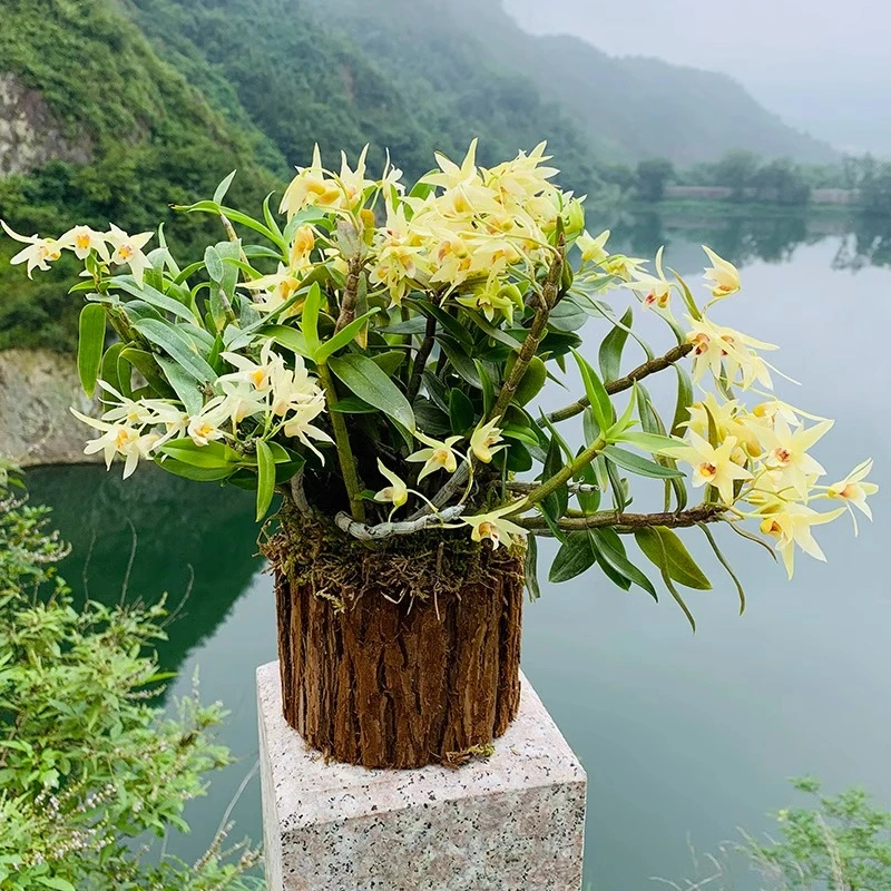 铁皮石斛木桩盆栽种好室内绿植小植物在木桩上种好发货客厅庭院