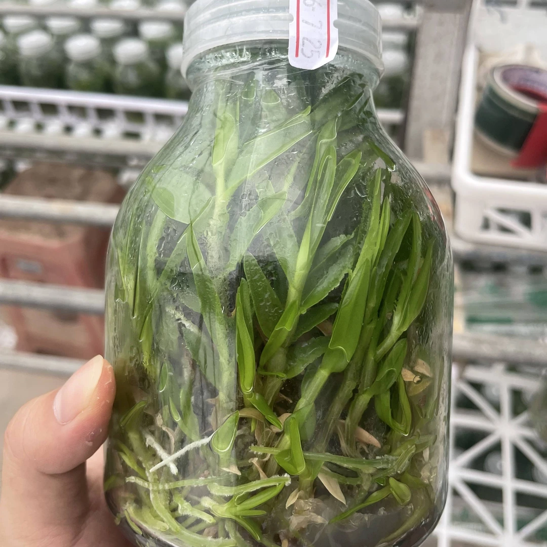 铁皮石斛组培苗袋苗铁皮石斛瓶苗石斛盆栽春季栽培植物