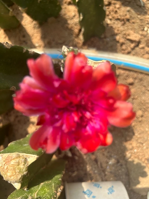 仙人掌火龙果嫁接重瓣梅花角室内花卉盆栽植物