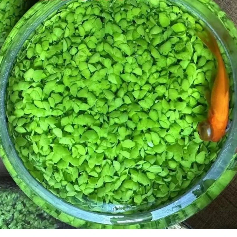 水草种子鱼缸水草籽草缸造景真草水草孑牛毛草种子发芽播种结果