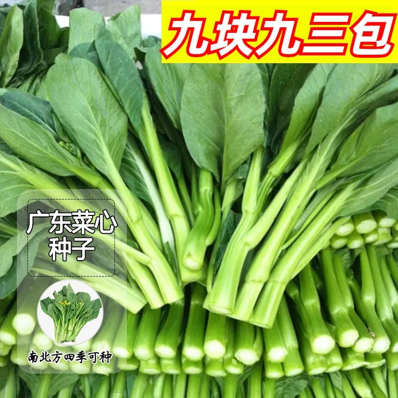 9.9元3包【广东菜心】种子四季播种可种植花盆阳台小院盆栽发芽率高