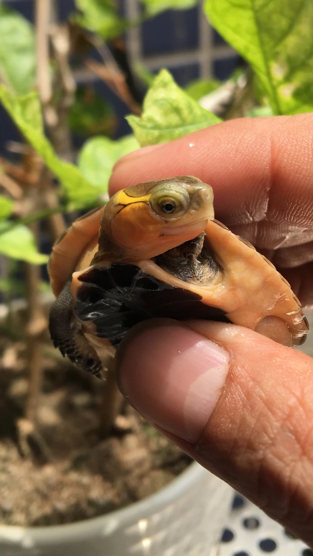 臻旭圻养殖场直播间选黄缘闭壳龟、观赏龟