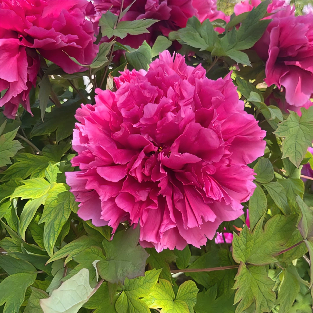 观赏牡丹花苗 花王