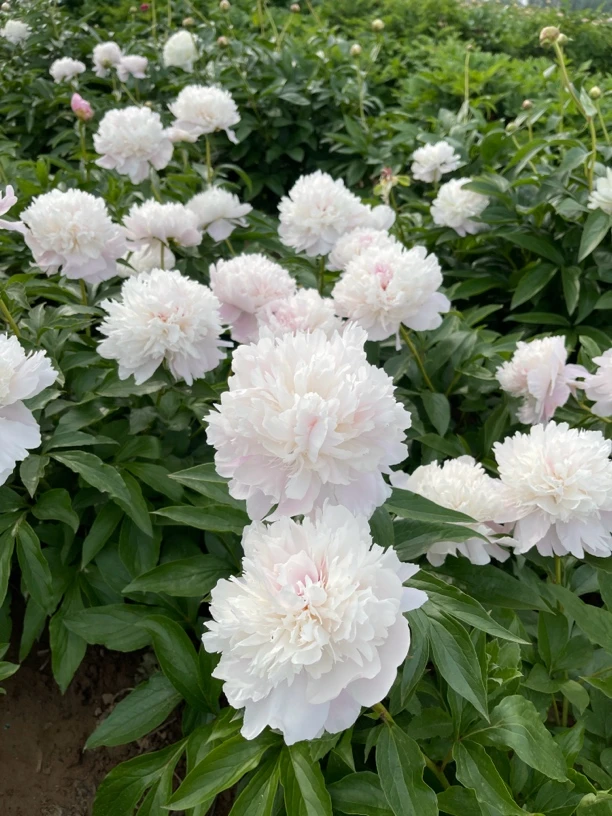 观赏芍药花苗 奶油白