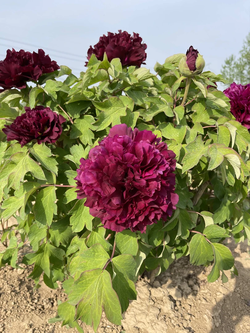 观赏牡丹花苗 五年苗