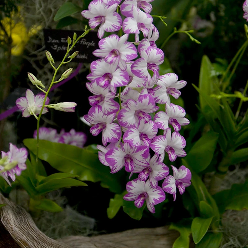 种花王大爷 秋石斛泼墨石斛兰花洋兰盆栽室内书桌客厅花卉植物易