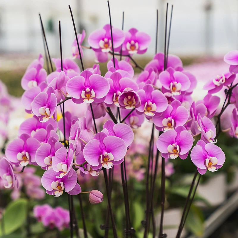 种花王大爷 蝴蝶兰安娜盆栽带花苞客厅花卉乔迁鲜花