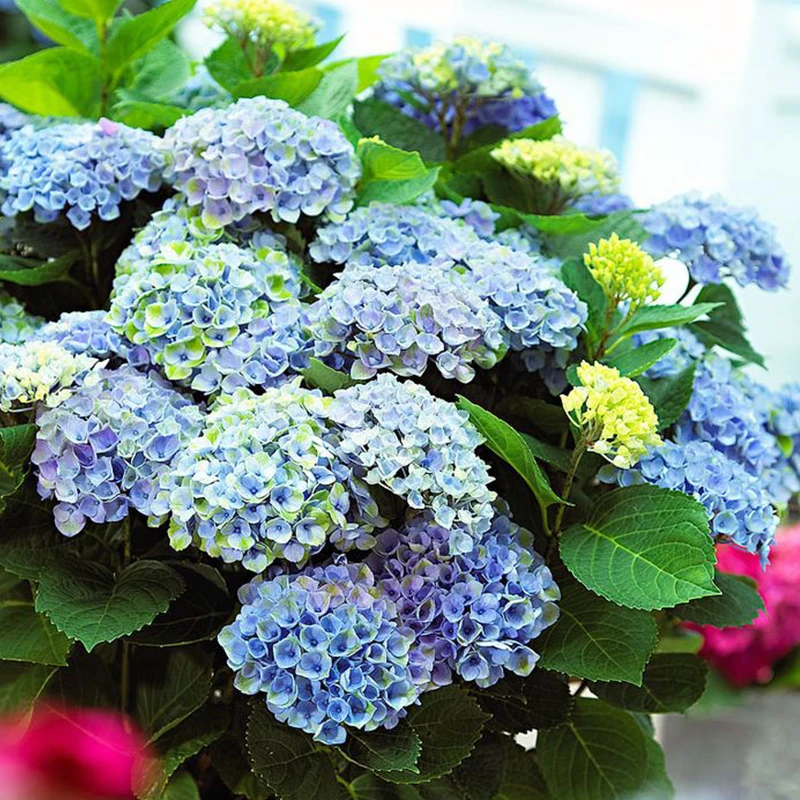 种花王大爷 绣球魔幻系列魔幻革命阳台绣球庭院耐寒四季