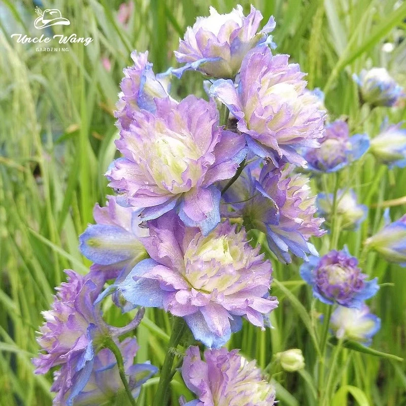 种花王大爷 大花飞燕草裸根混苗线性植物庭院花卉阳台耐寒裸根