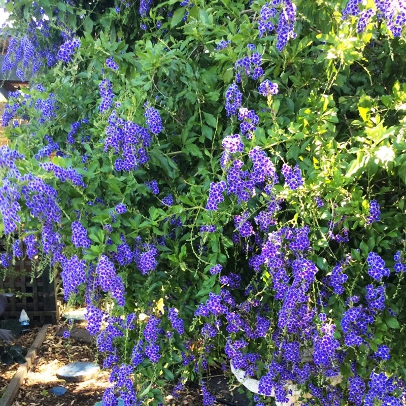种花王大爷 巧克力蕾丝金露假连翘花盆栽花苗耐热花卉植物栽培